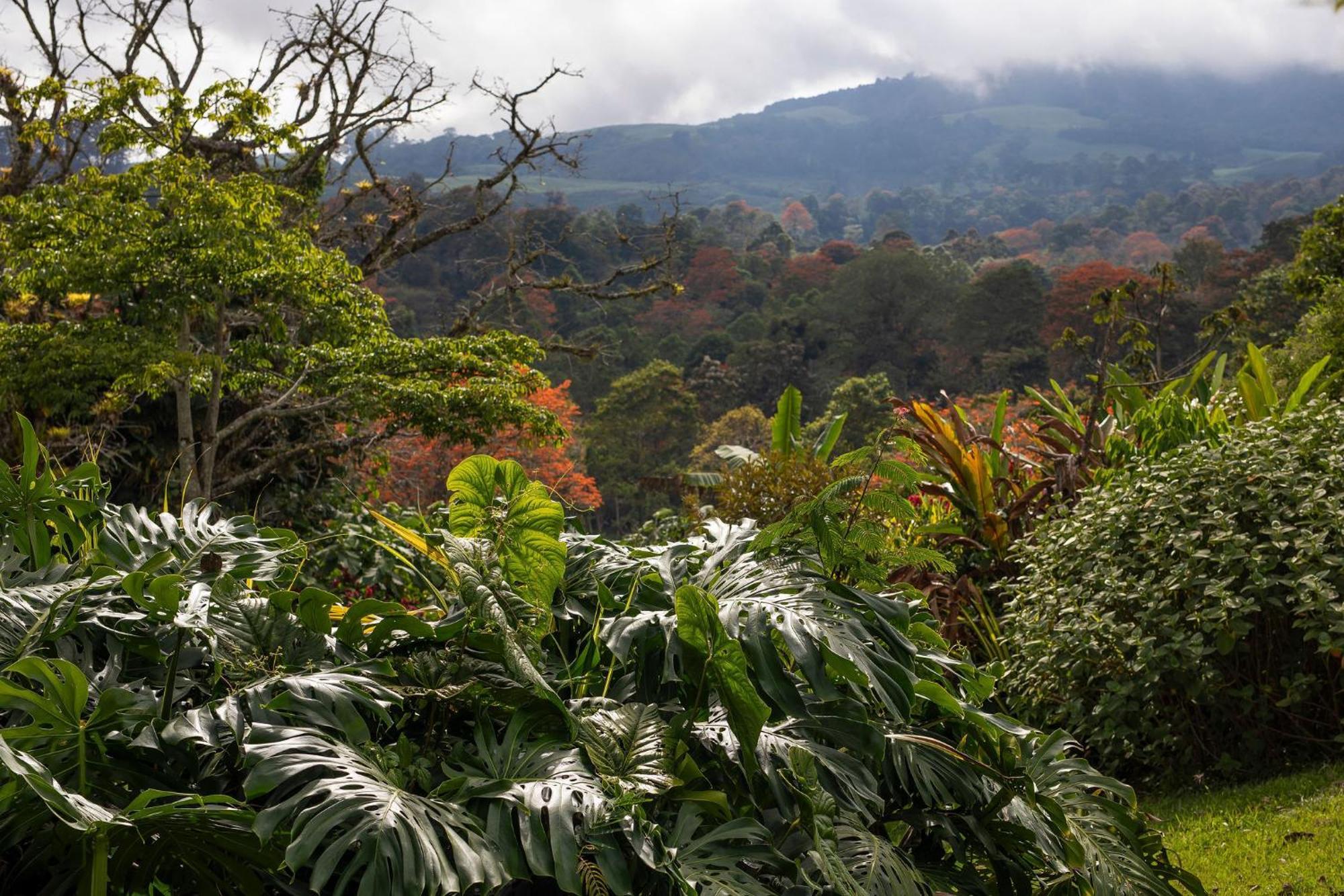 Aquiares Coffee Farm Casa Hacienda La Esperanza Panzió Turrialba Kültér fotó